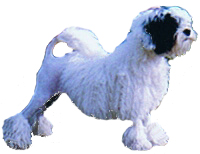 BICHON MIC TIP LEU